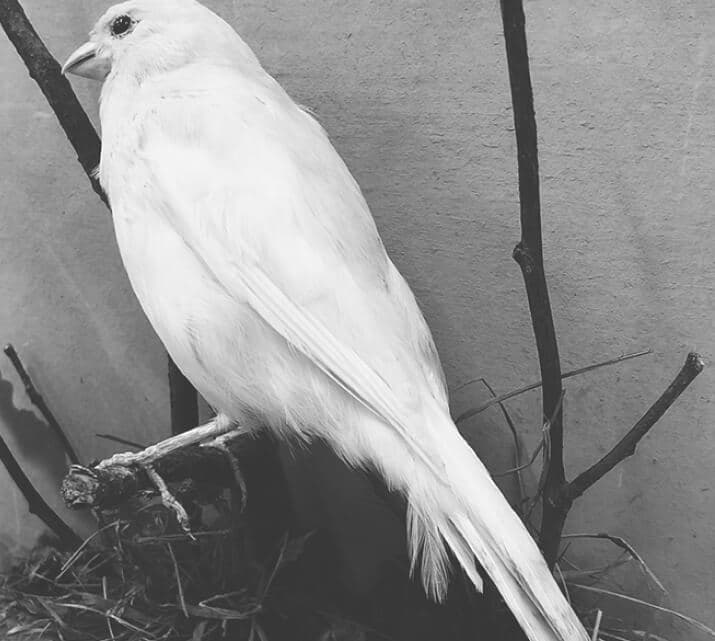 Black and white image of a white bird perched on a branch against a plain background.